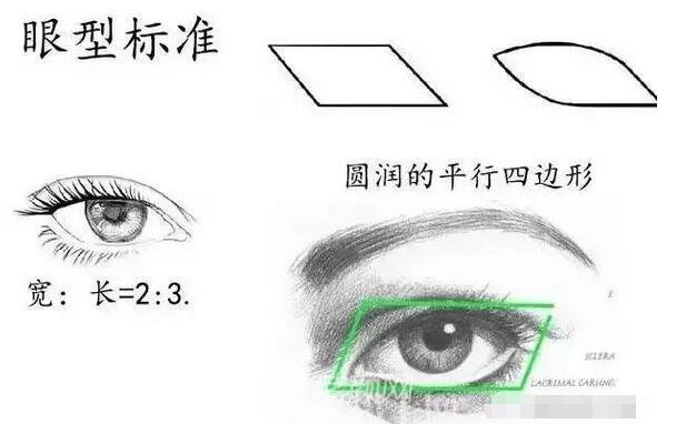 標(biāo)準(zhǔn)的眼型